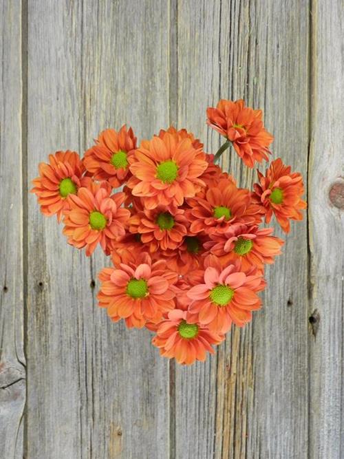 TERRIFIC  ORANGE DAISY POMPON